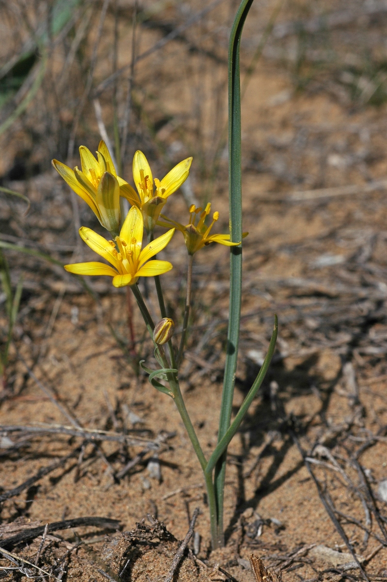 Image of Gagea altaica specimen.