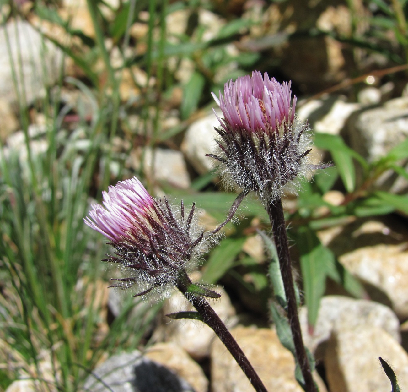 Image of Erigeron uniflorus specimen.