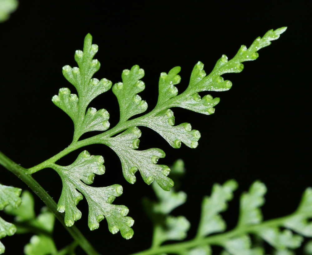 Image of Dennstaedtia wilfordii specimen.