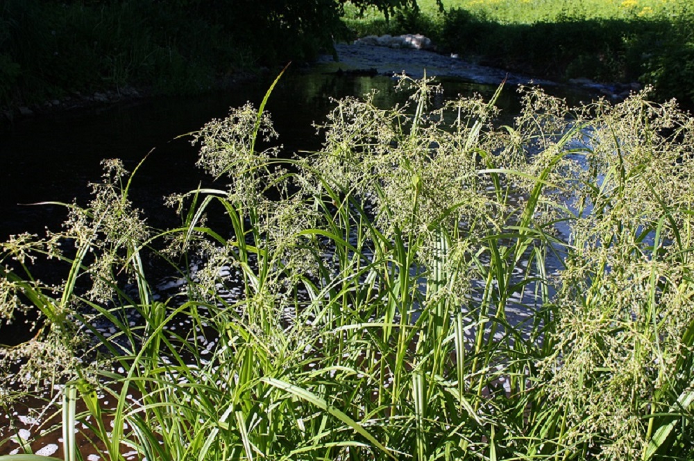 Изображение особи Scirpus sylvaticus.