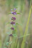 Mentha arvensis. Верхушка цветущего и плодоносящего растения. Кировская обл., окр. г. Кирово-Чепецк, берег водоёма. 06.09.2017.