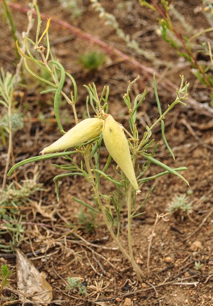 Image of Vincetoxicum sibiricum specimen.