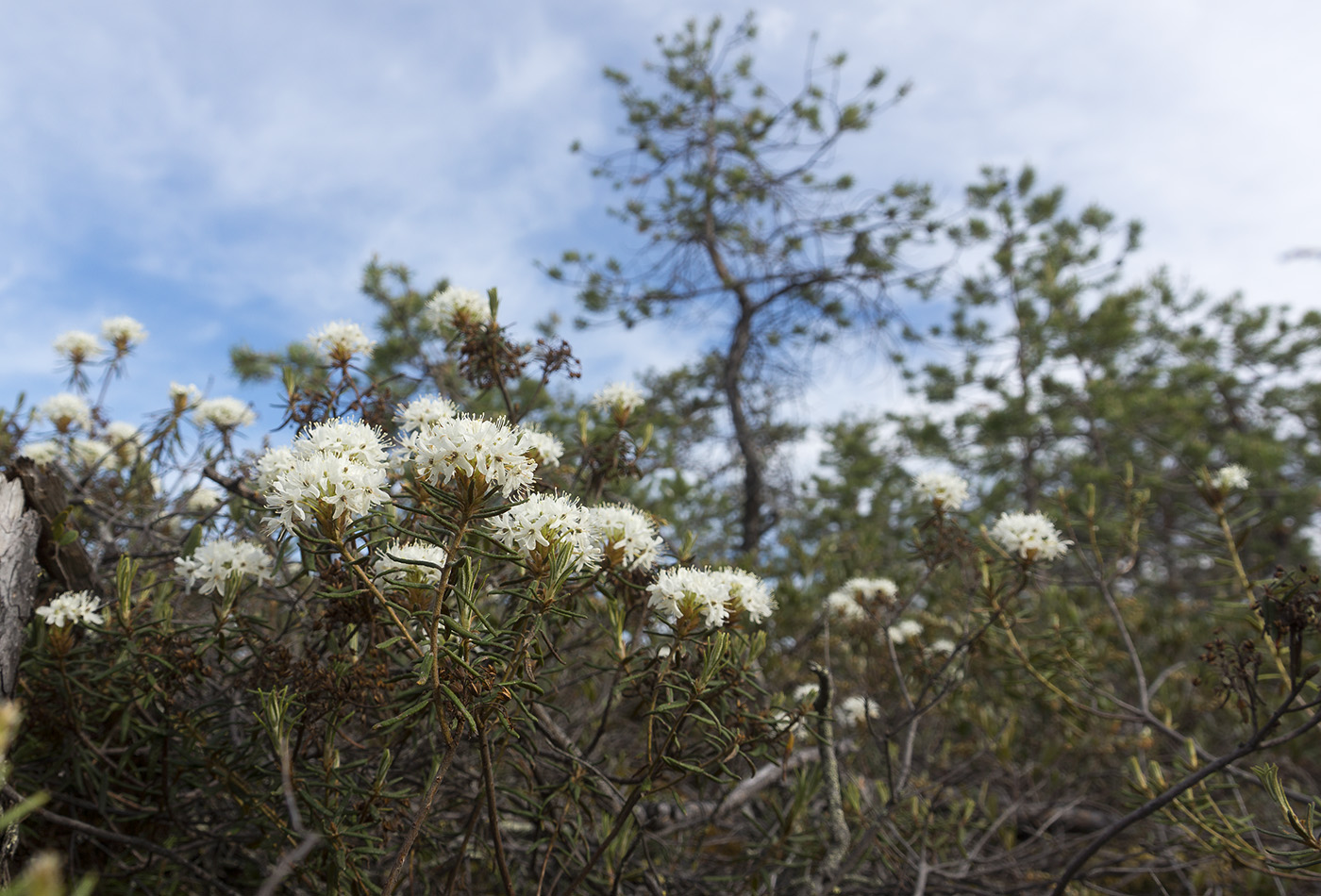 Image of Ledum palustre specimen.