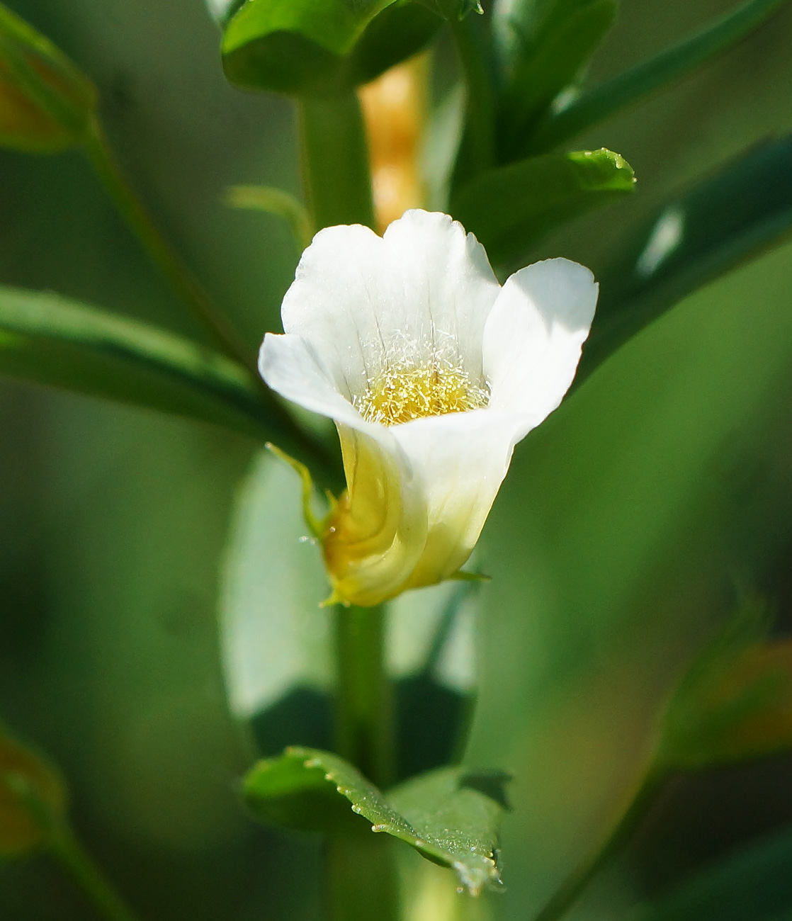 Изображение особи Gratiola officinalis.