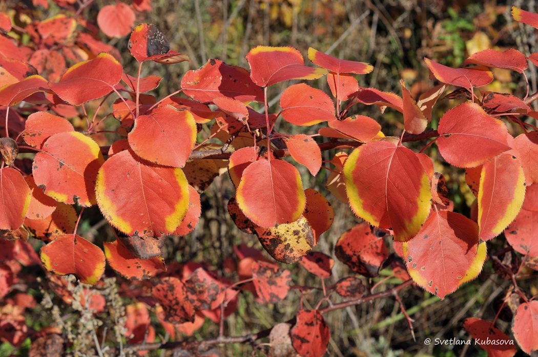 Изображение особи Pyrus ussuriensis.