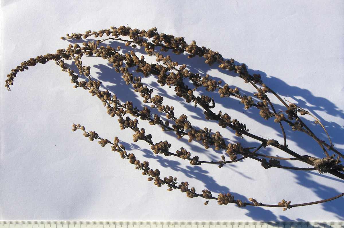 Image of Verbascum marschallianum specimen.