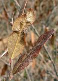 Chamaedaphne calyculata