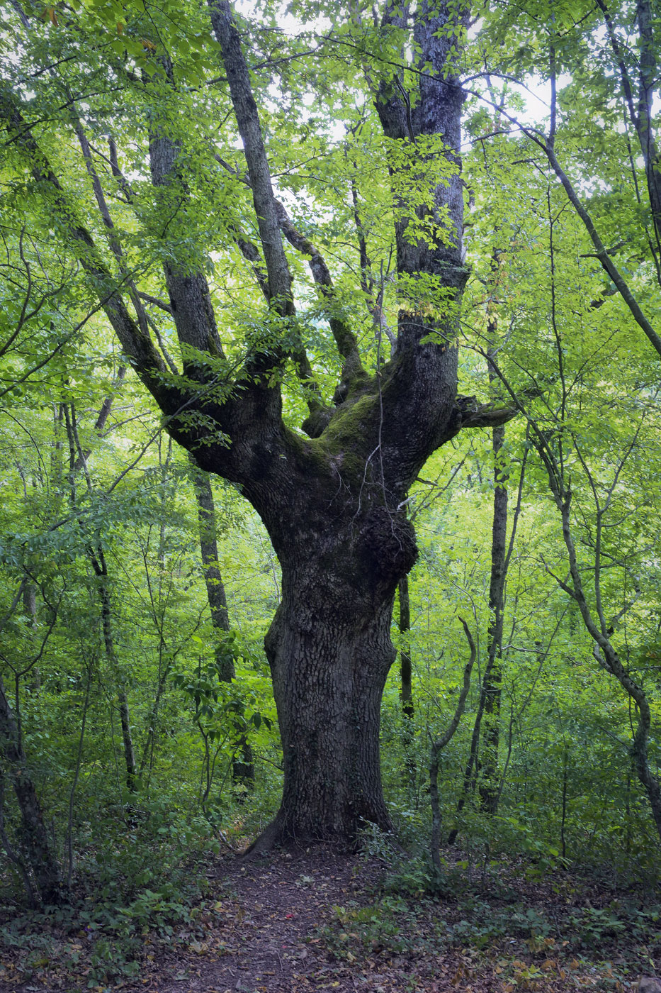 Изображение особи Quercus petraea.