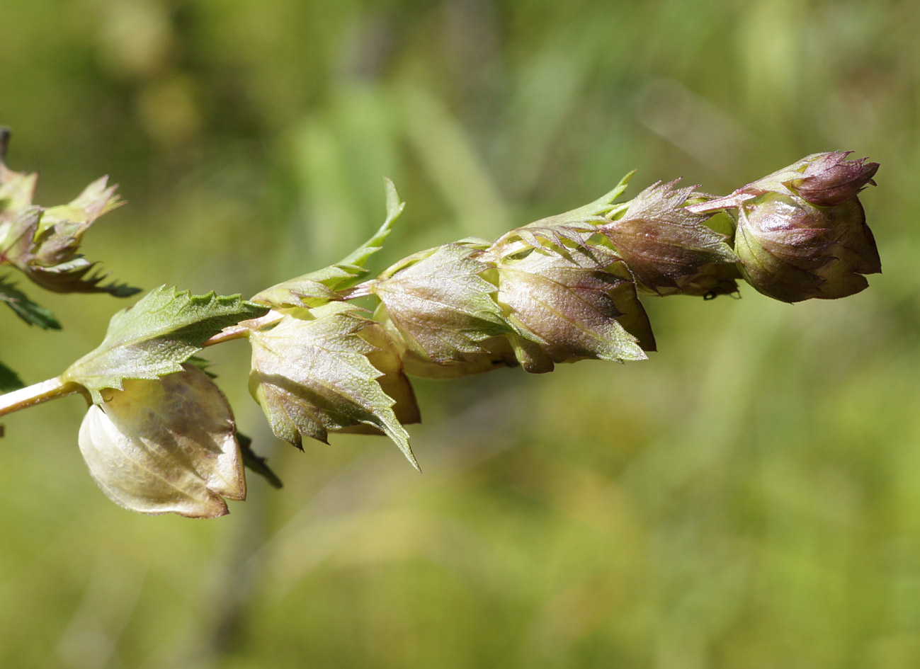 Изображение особи род Rhinanthus.