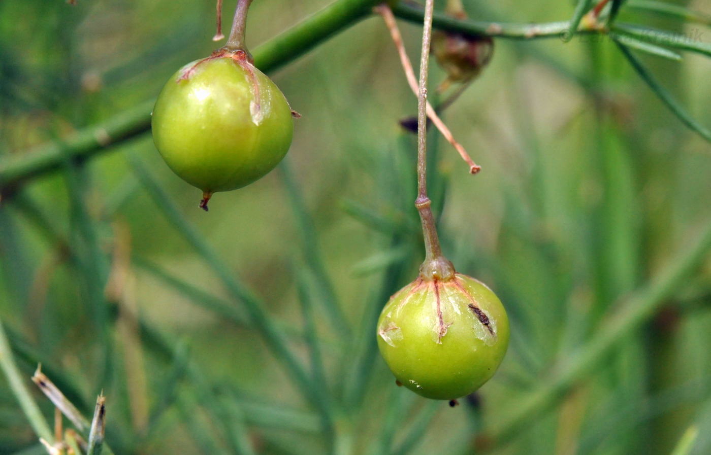 Image of Asparagus oligoclonos specimen.