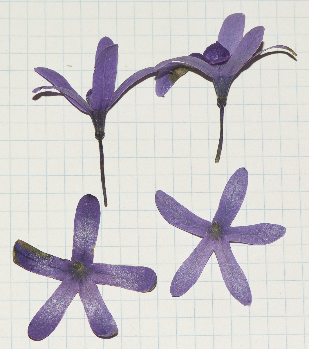 Image of Petrea volubilis specimen.
