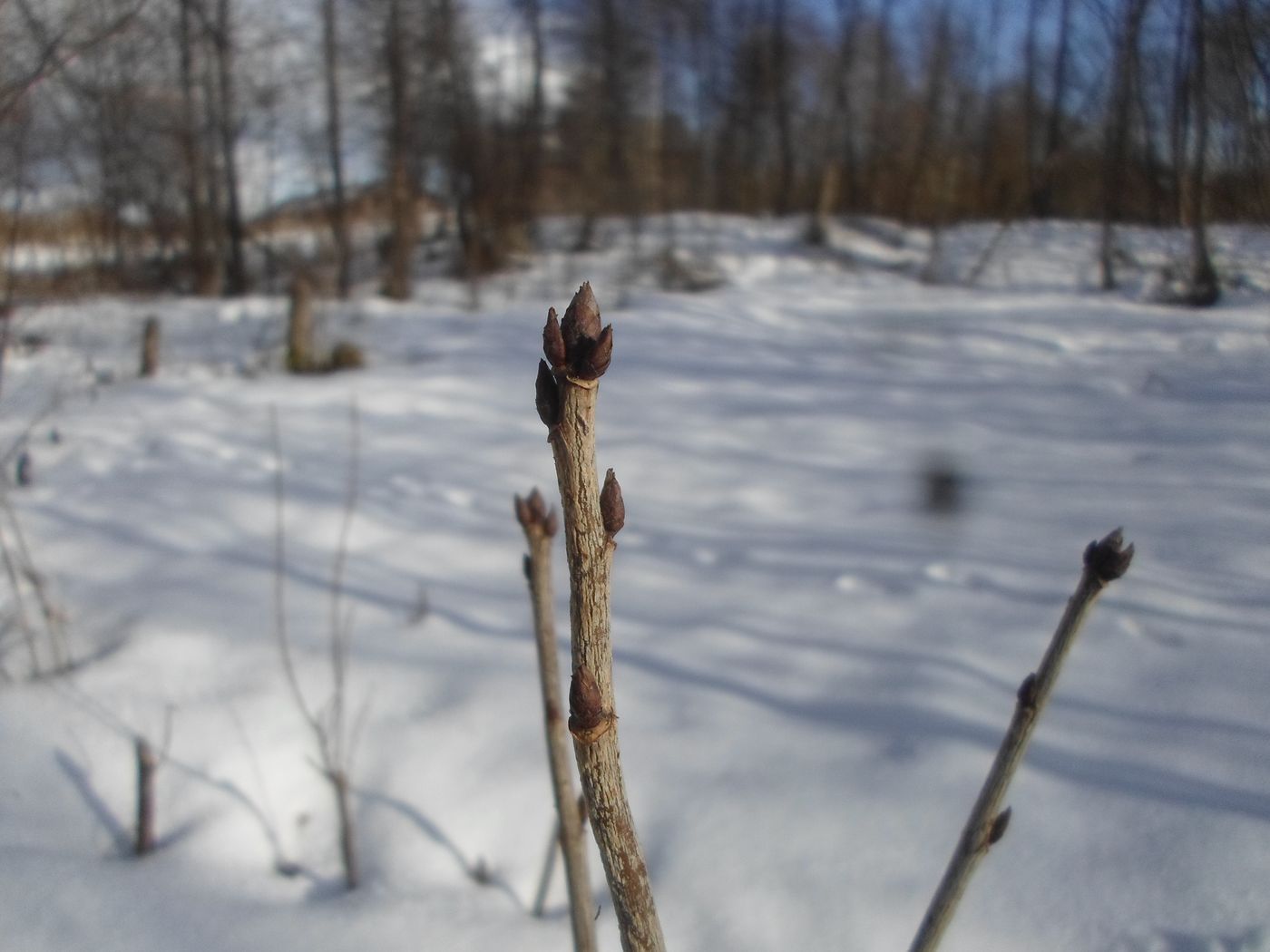 Изображение особи Ribes rubrum.