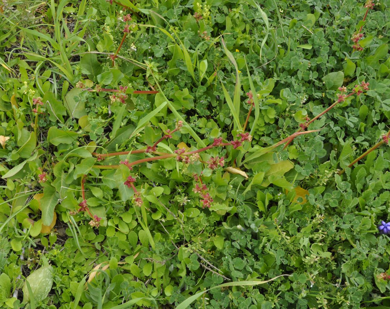 Изображение особи Rumex spinosus.