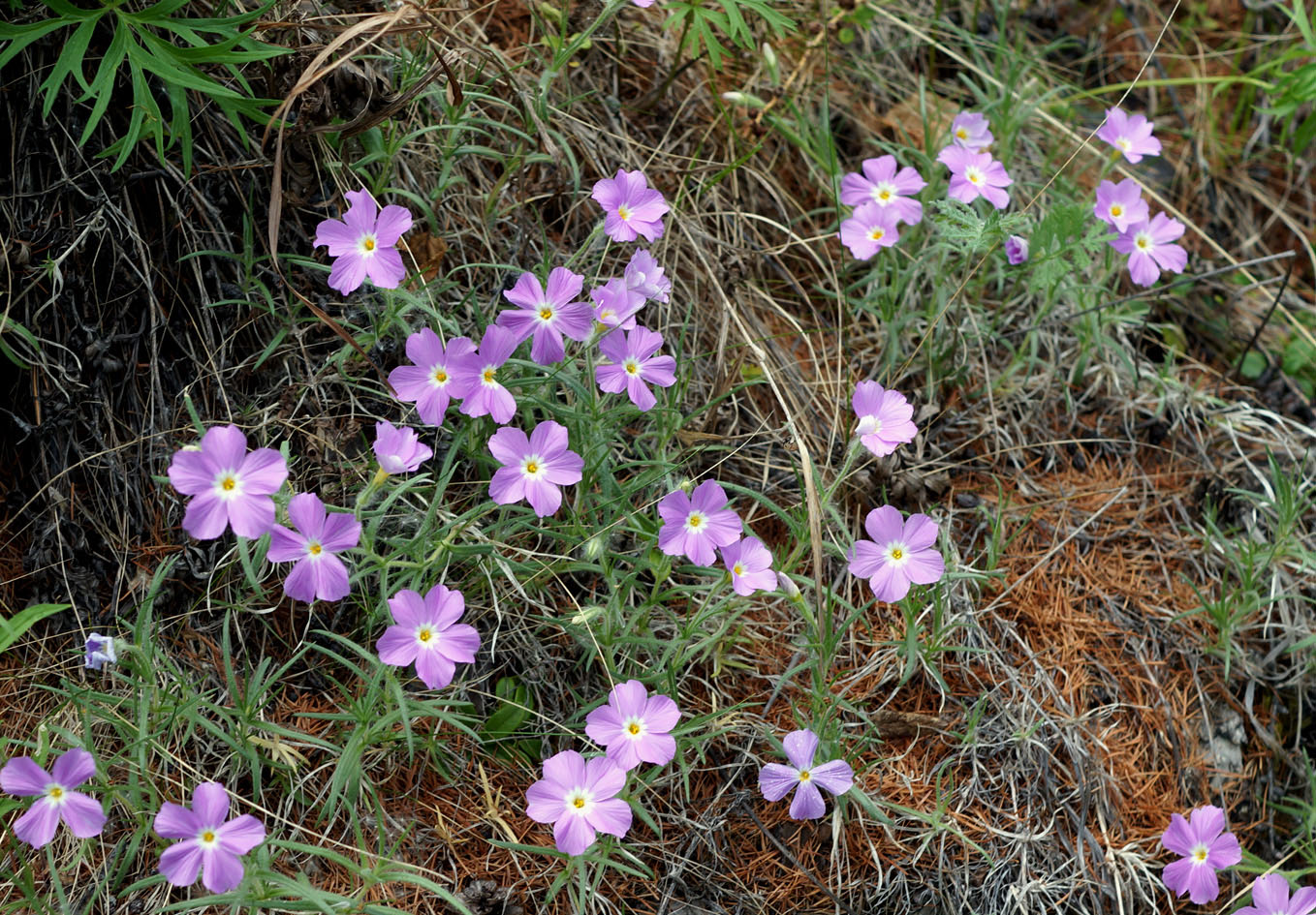 Изображение особи Phlox sibirica.