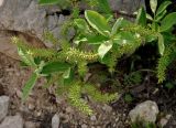 Salix caucasica. Верхушка ветви с соплодиями. Адыгея, Фишт-Оштеновский массив, перевал Гузерипльский, ≈ 1900 м н.у.м., каменистый склон. 04.07.2017.