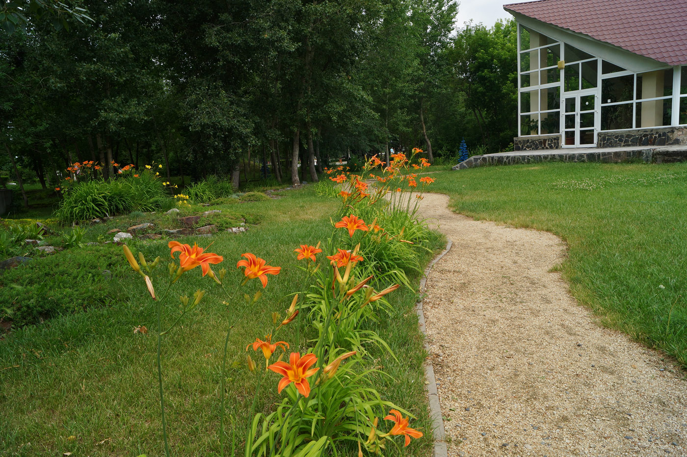 Image of Hemerocallis fulva specimen.