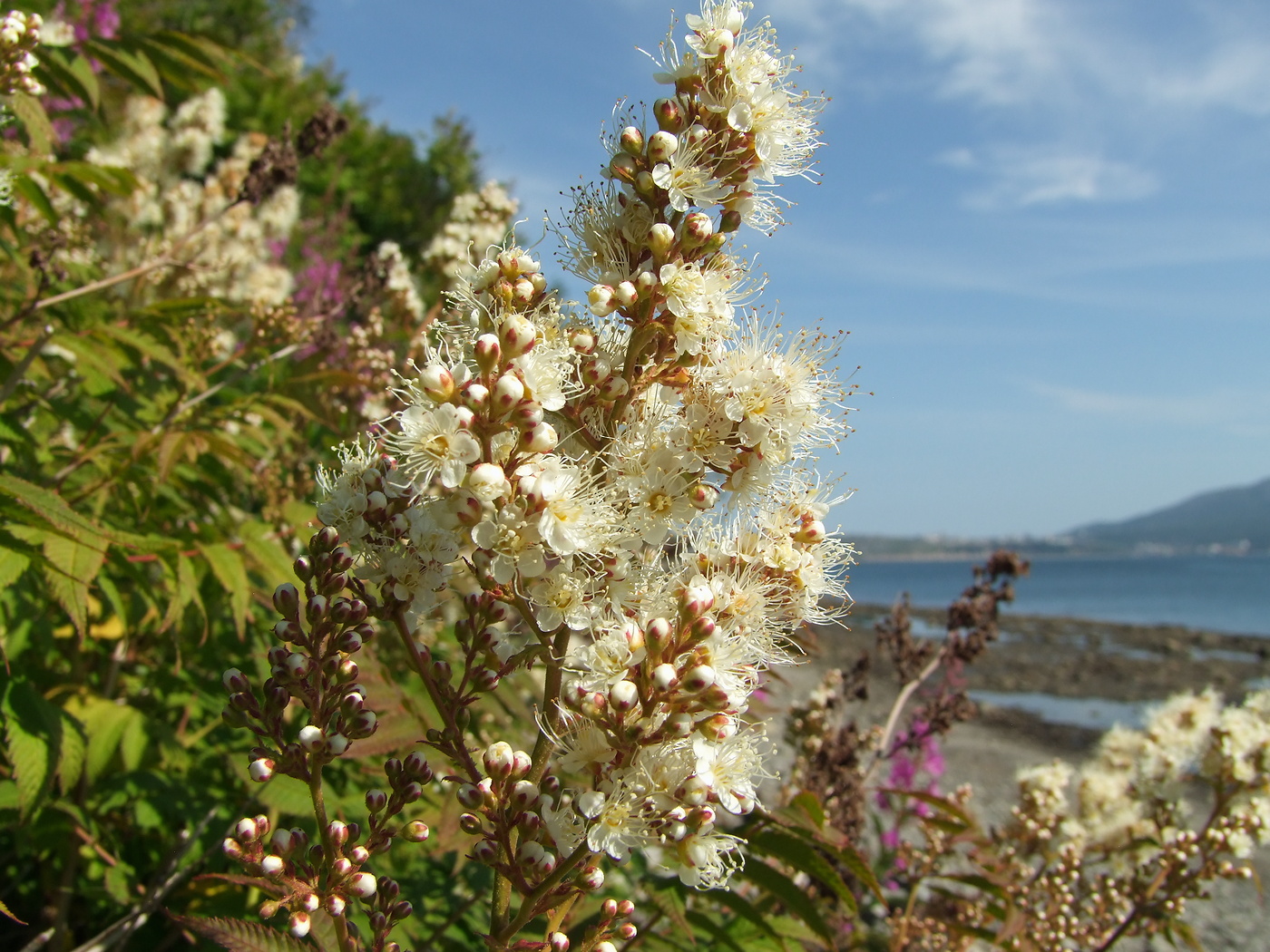 Image of Sorbaria sorbifolia specimen.