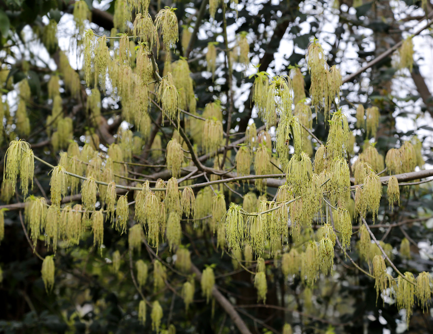 Image of Acer negundo specimen.