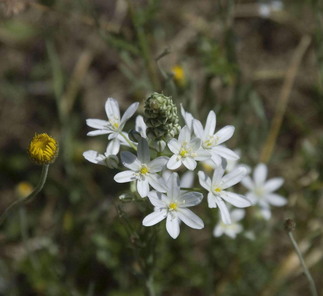 Image of Ornithogalum ponticum specimen.