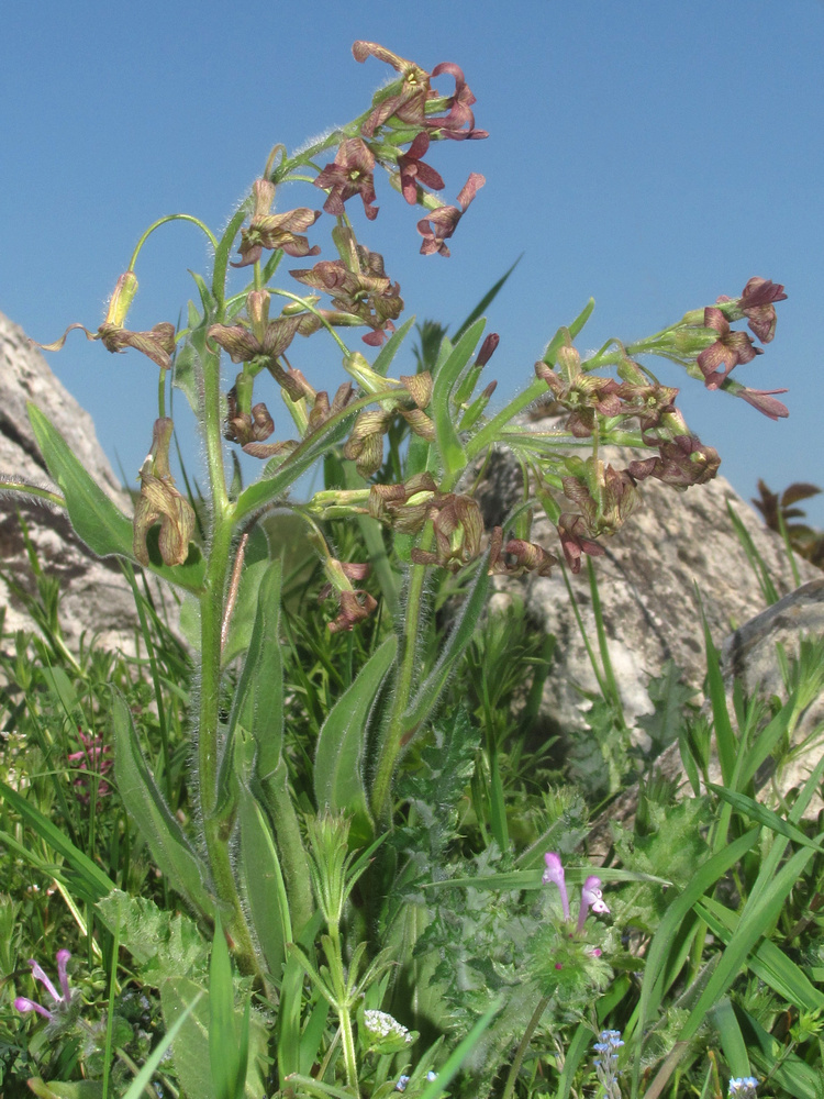Image of Hesperis tristis specimen.