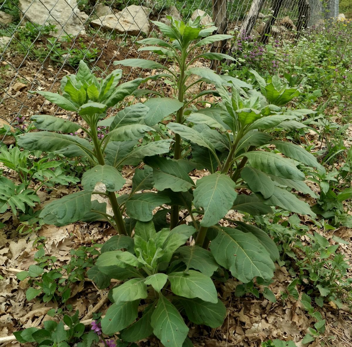 Image of Atropa bella-donna specimen.
