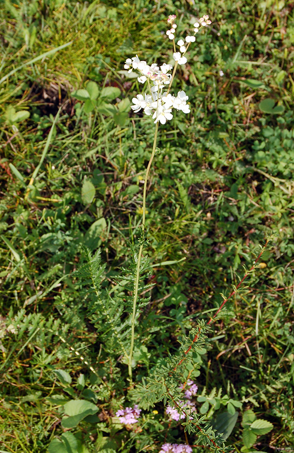 Изображение особи Filipendula vulgaris.