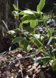 Helleborus viridis. Верхушки плодоносящих растений. Испания, автономное сообщество Каталония, провинция Жирона, комарка Ла Гарроча, муниципалитет Сан-Фелиу-де-Пальеролс, 1040 м н.у.м., в буково-берёзовом лесу. 15.04.2018.