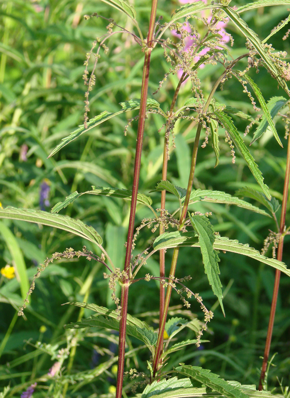 Image of Urtica angustifolia specimen.