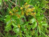 Salix pseudopentandra