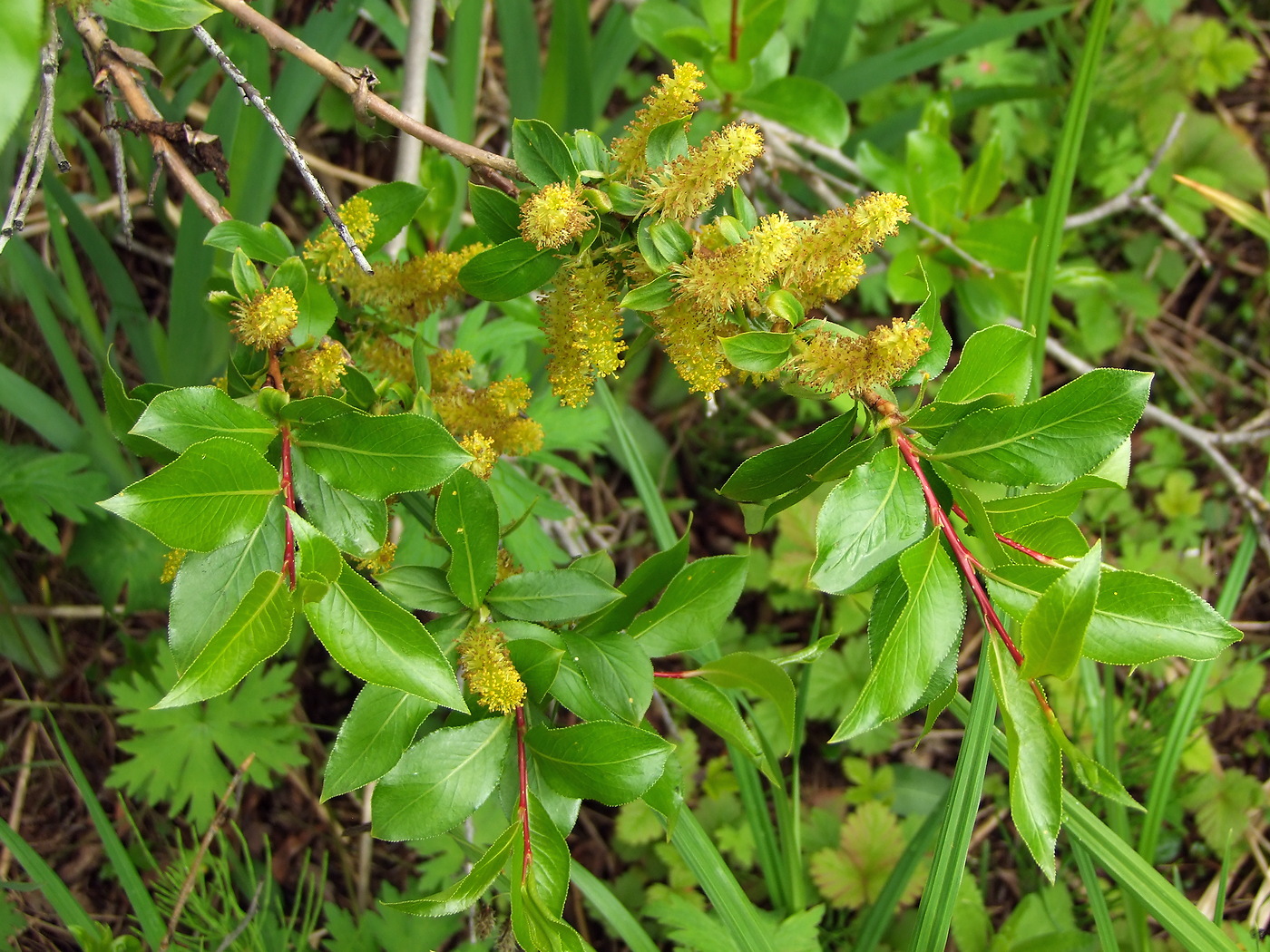 Изображение особи Salix pseudopentandra.