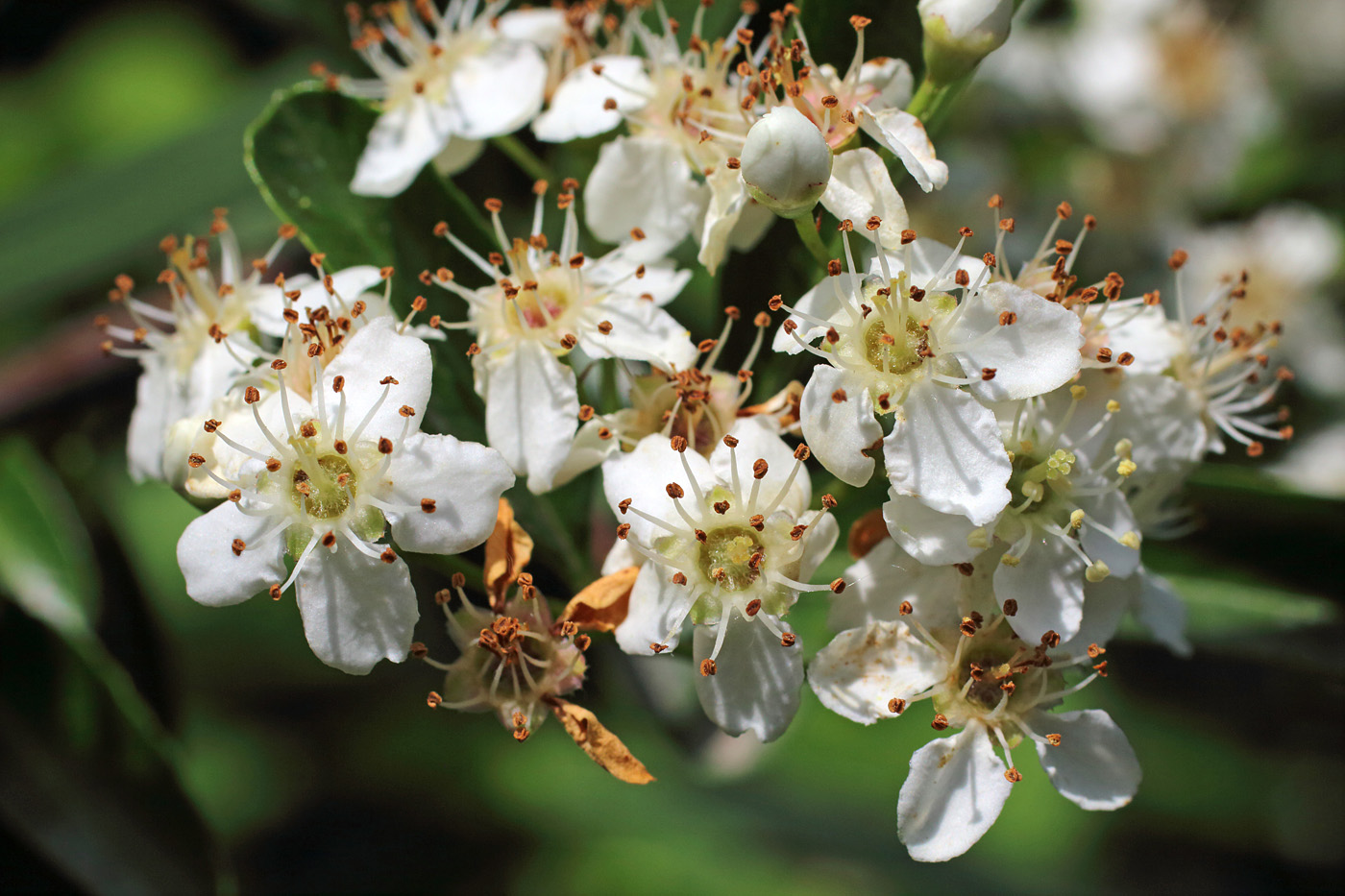 Image of Pyracantha koidzumii specimen.