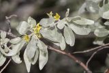 Elaeagnus angustifolia