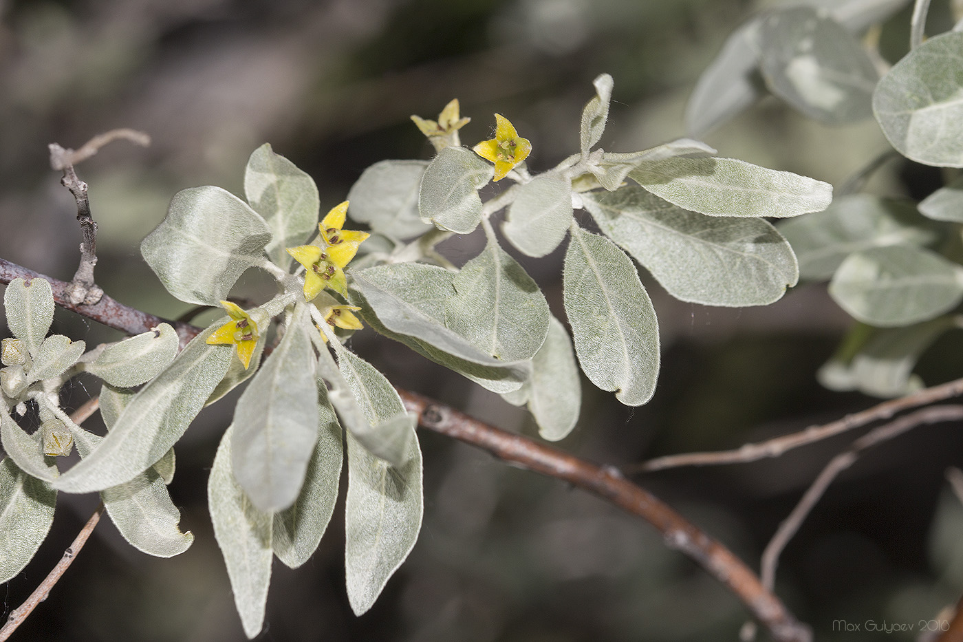 Image of Elaeagnus angustifolia specimen.