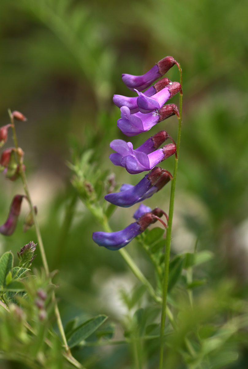 Image of Vicia japonica specimen.