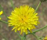 Crepis marschallii. Соцветие. Дагестан, окр. г. Дербент, посадки сосны. 08.05.2018.