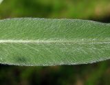 Trifolium alpestre