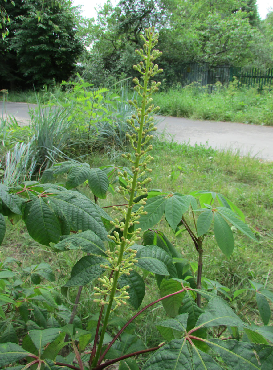 Image of Aesculus parviflora specimen.