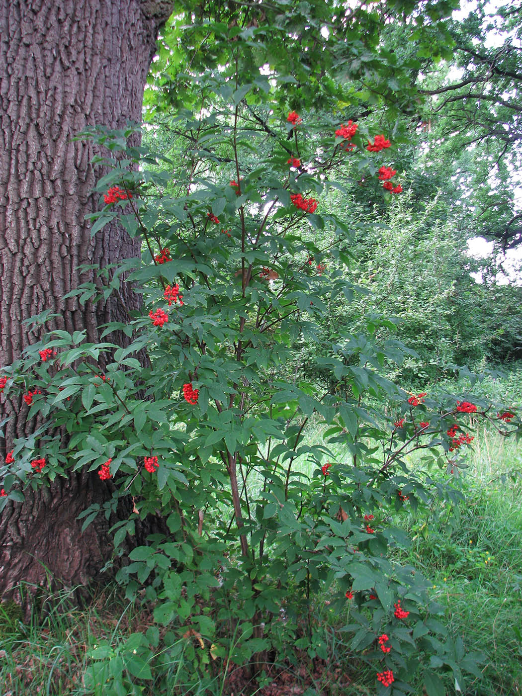 Image of Sambucus racemosa specimen.