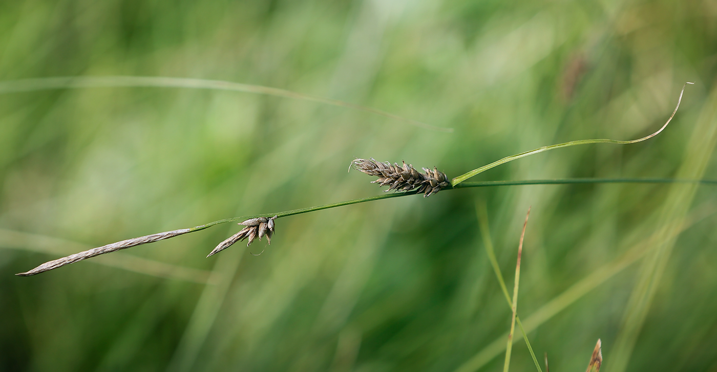 Изображение особи Carex lasiocarpa.