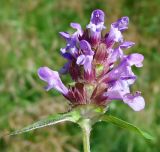 Prunella vulgaris