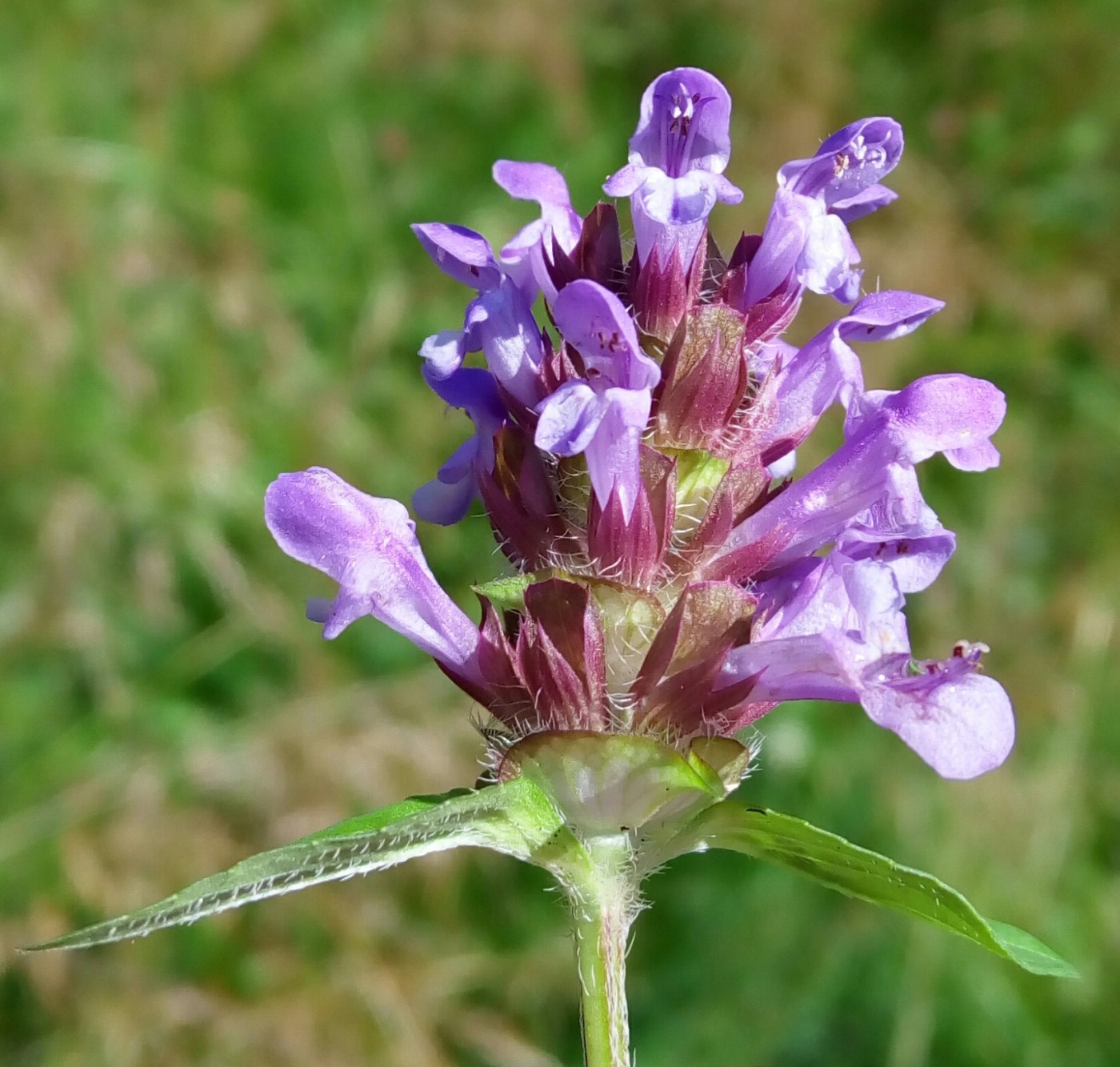 Изображение особи Prunella vulgaris.