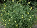 Diplotaxis tenuifolia. Цветущие растения. Калининградская обл., г. Балтийск, обочина дороги. 11 августа 2018 г.