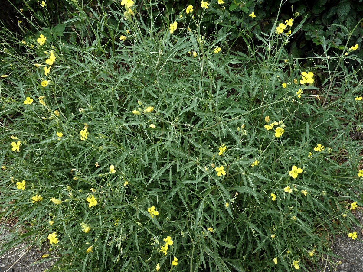 Image of Diplotaxis tenuifolia specimen.