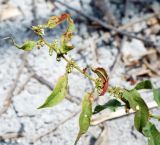 Rumex conglomeratus