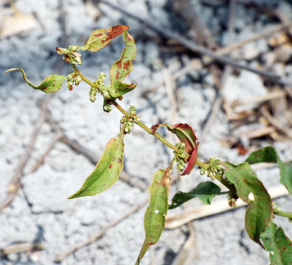 Image of Rumex conglomeratus specimen.