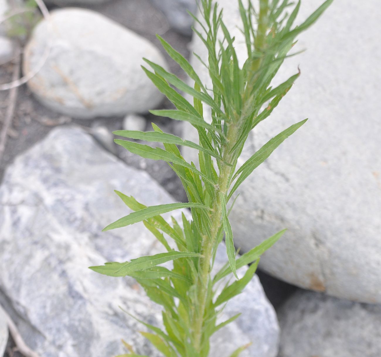 Image of Conyza canadensis specimen.