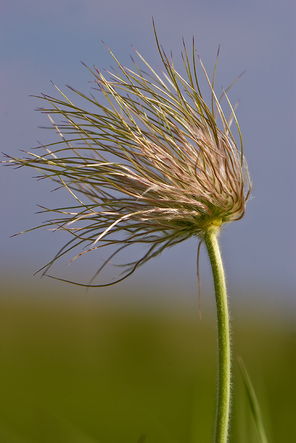 Изображение особи Pulsatilla turczaninovii.