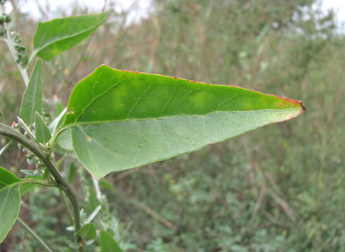 Изображение особи Atriplex sagittata.