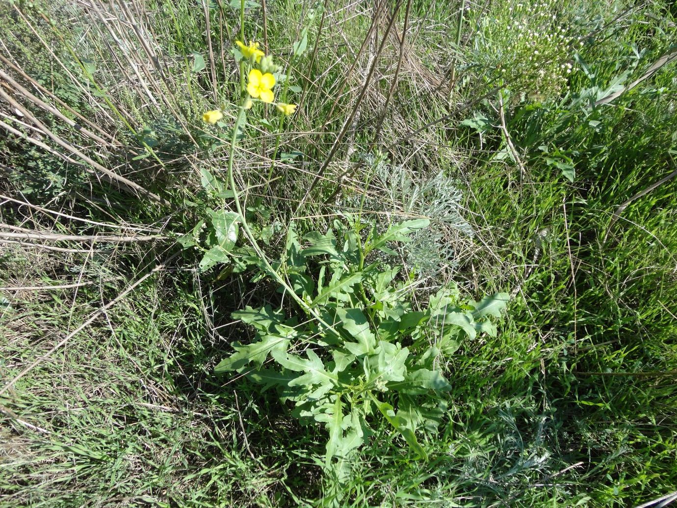 Image of Diplotaxis tenuifolia specimen.