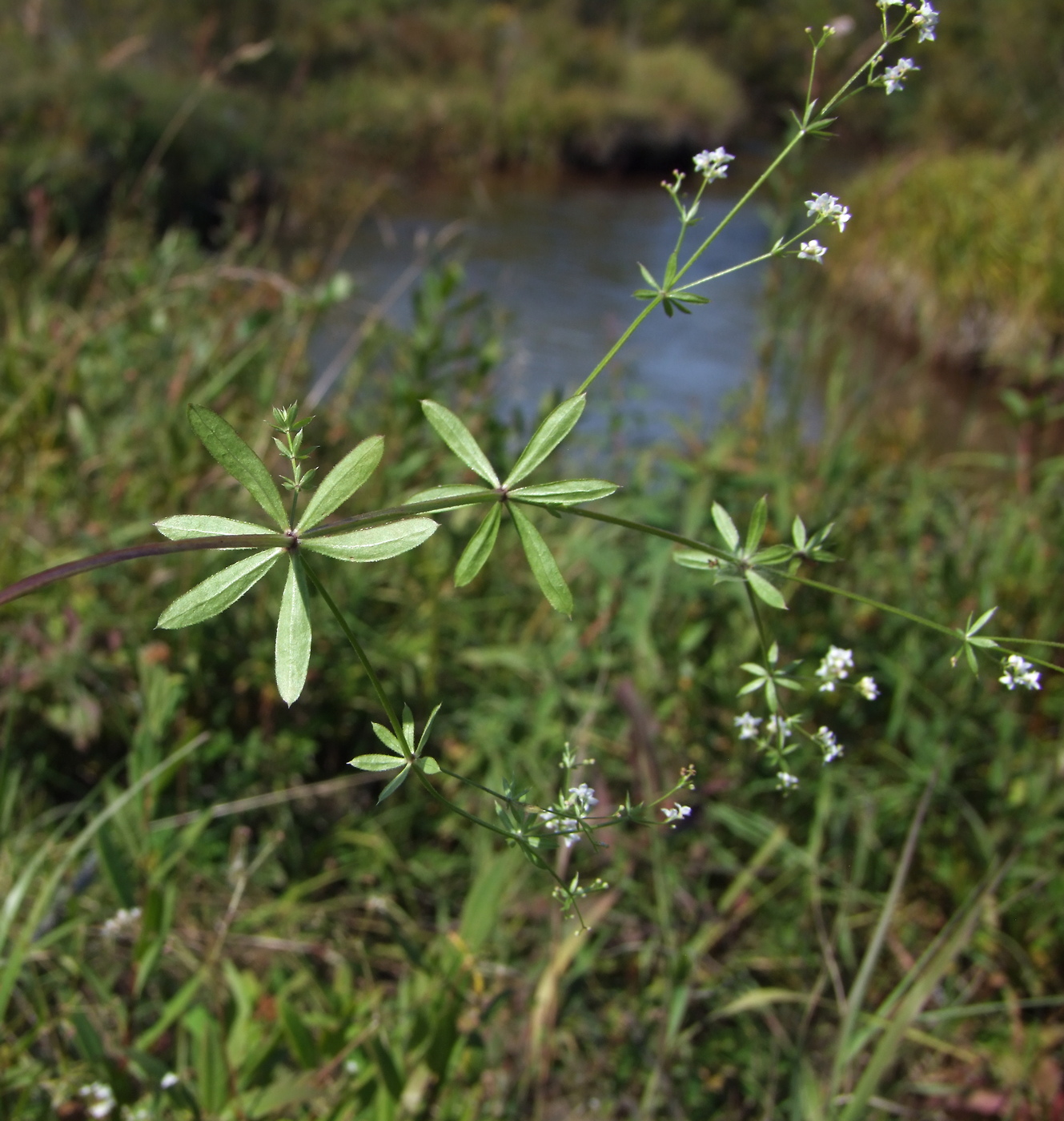 Изображение особи Galium uliginosum.